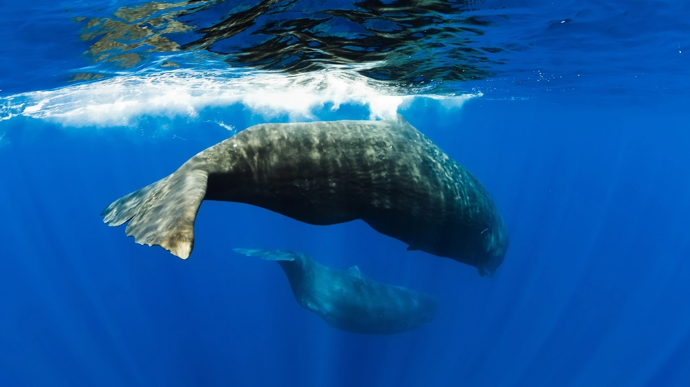 Baleine à bosse île Maurice